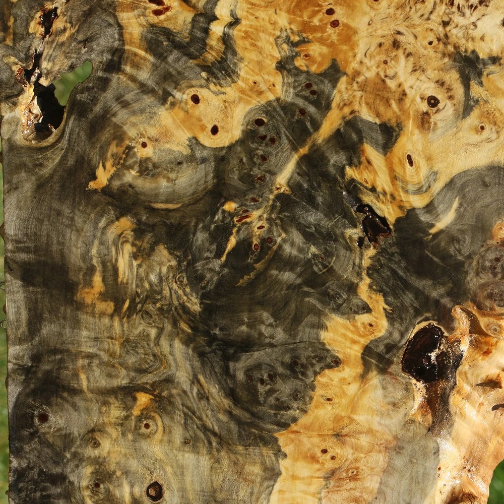 Buckeye burl macro grain