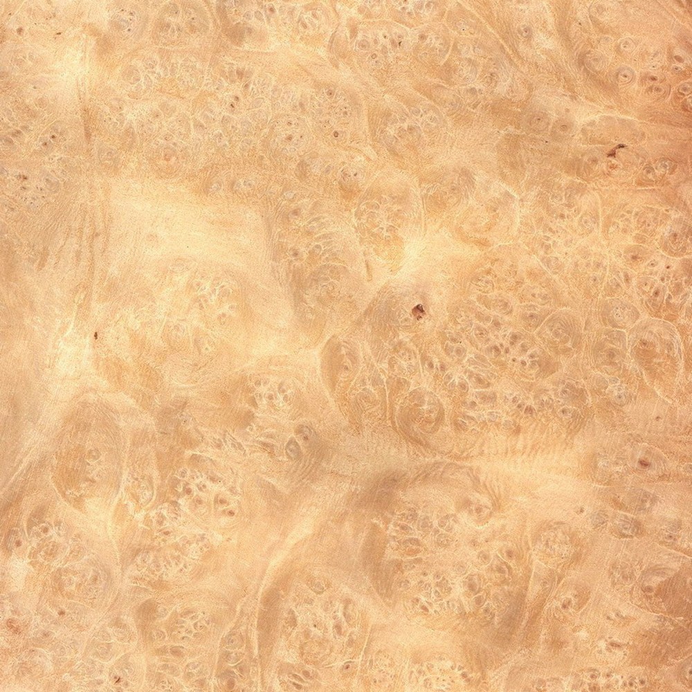 Maple burl macro grain with clustered eyes and pale luminous tone
