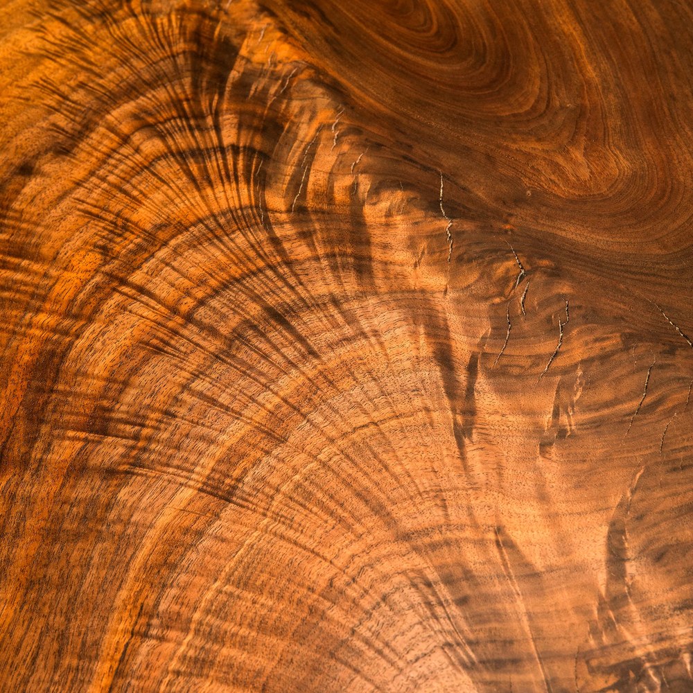 Claro walnut macro grain with dramatic feathered figure